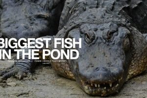 biggest fish in the pond