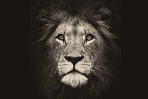 osho quotes