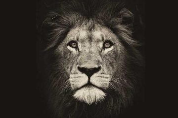 osho quotes