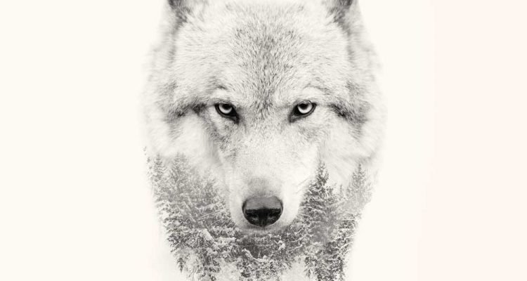 wolf quotes