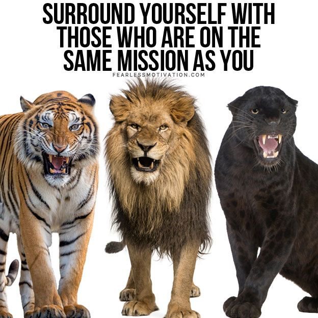 surround yourself with those on the same mission as you hungry strong loyalty friendship mates fearless motivation quote lion brotherhood pride big cat 5 Choices You Will Regret Forever (Don't Make These Mistakes)