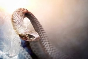 shed your skin like a snake