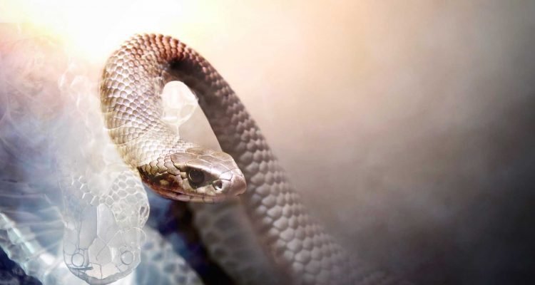 shed your skin like a snake
