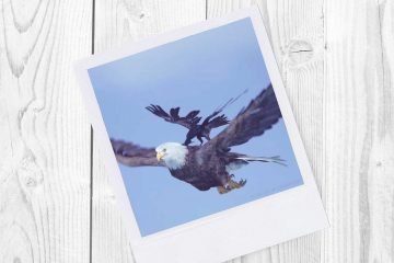 Eagle and Crow