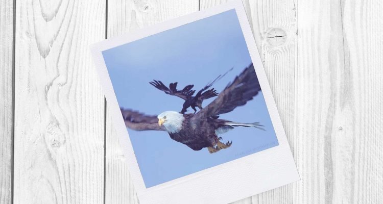 Eagle and Crow
