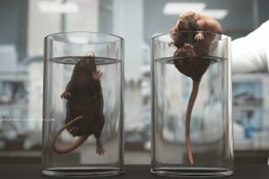 rat experiment