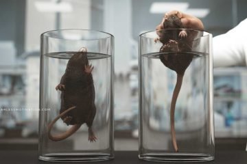 rat experiment