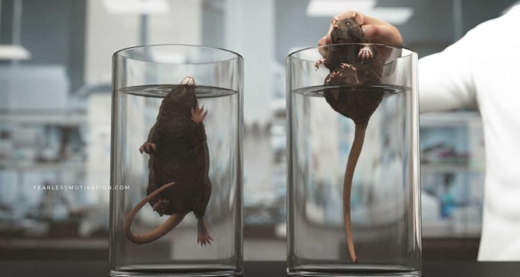 rat experiment