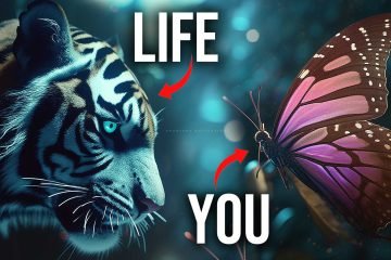 butterfly song
