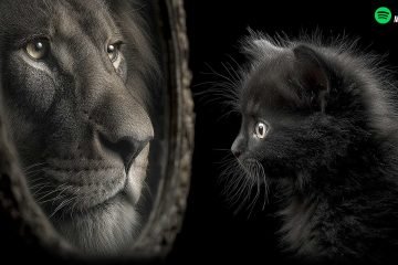 I believe in you, believe in yourself